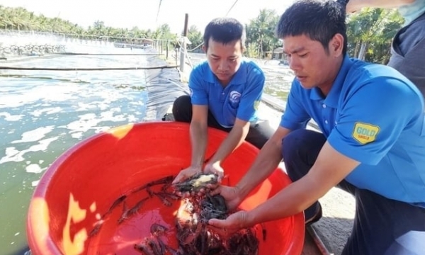 No worries thanks to high-tech shrimp farming